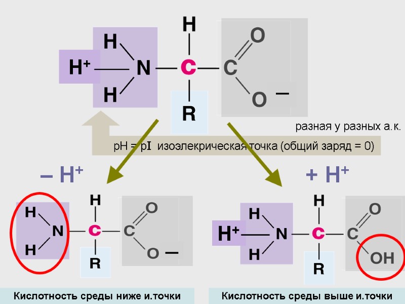 ─ Н+ разная у разных а.к. + H+ – H+ Кислотность среды выше и.точки